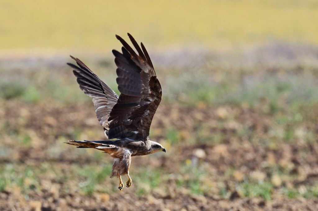 Black Kite