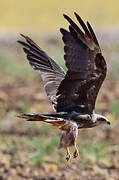 Black Kite