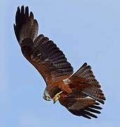 Black Kite