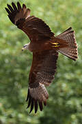 Black Kite