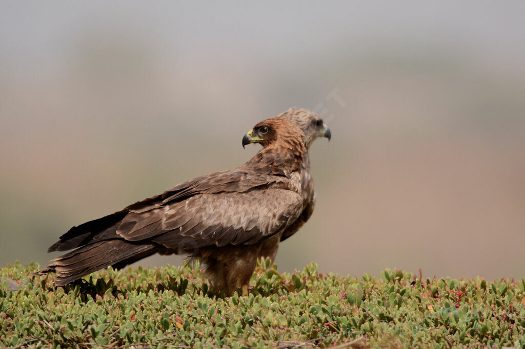 Black Kite