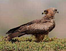 Black Kite