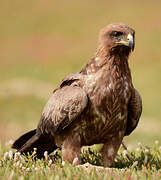 Black Kite