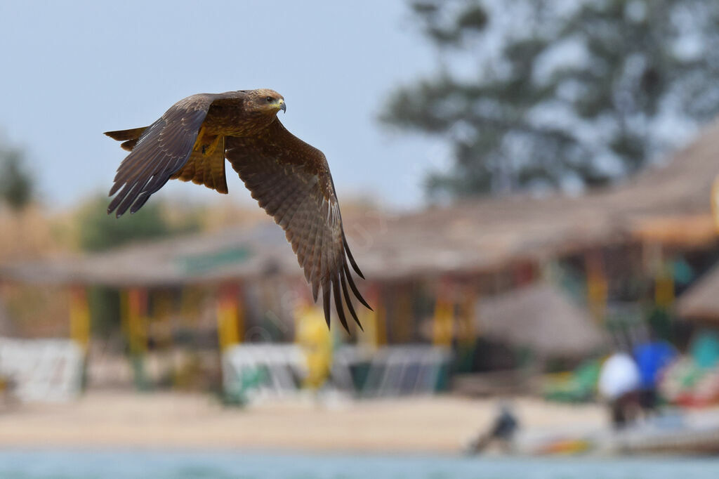 Black Kite, Flight