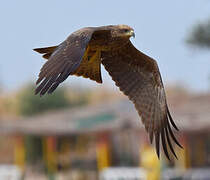 Black Kite