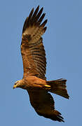 Black Kite