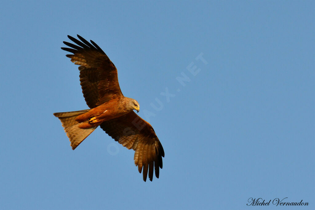 Black Kite