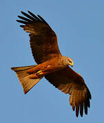 Black Kite