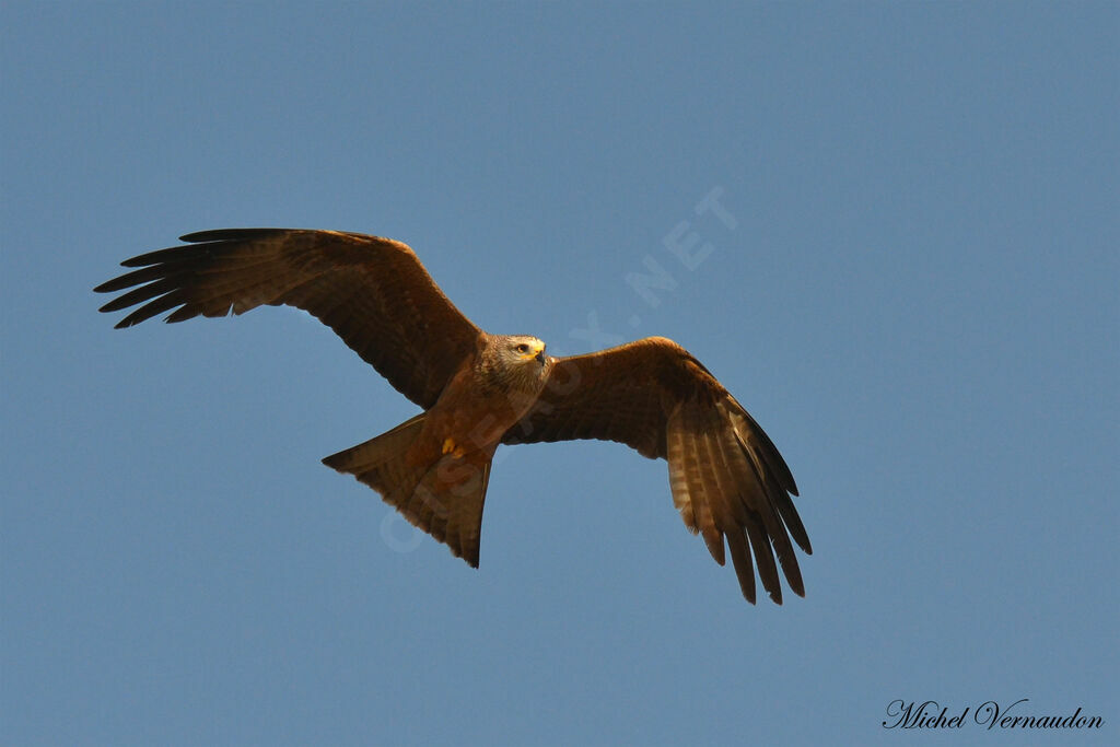 Black Kite