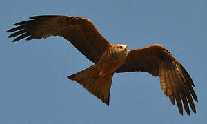 Black Kite