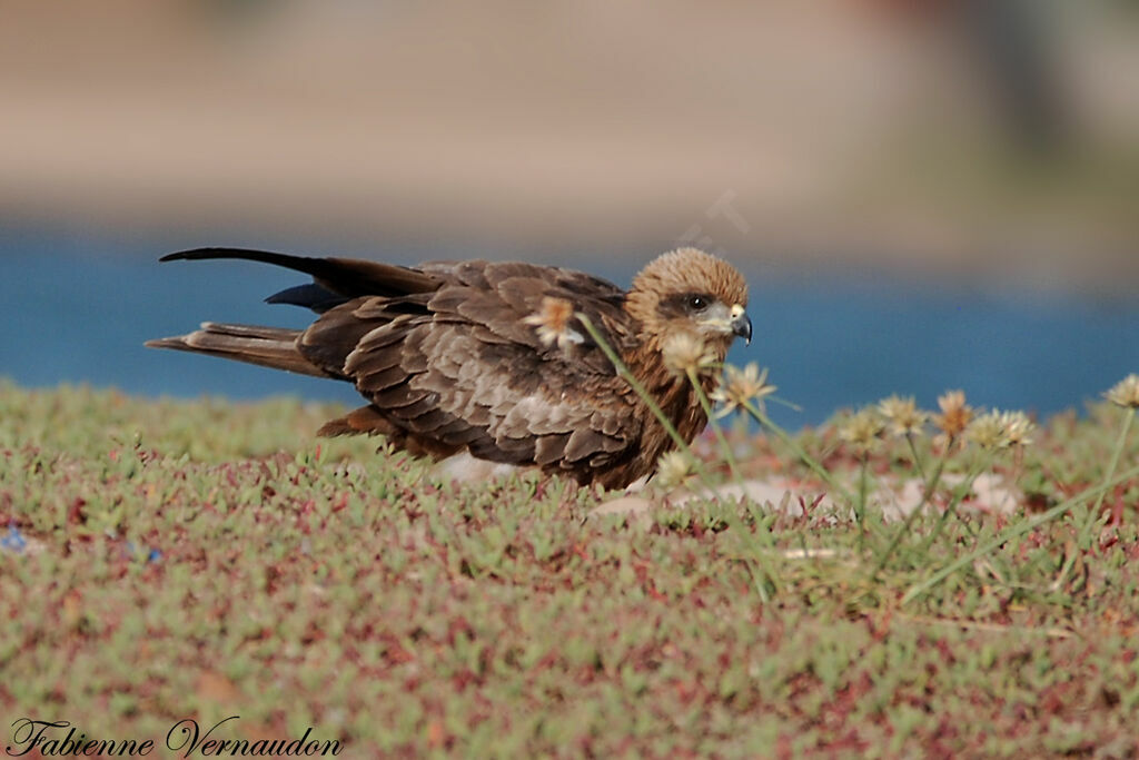 Black Kite