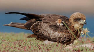 Black Kite