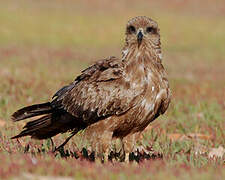 Black Kite