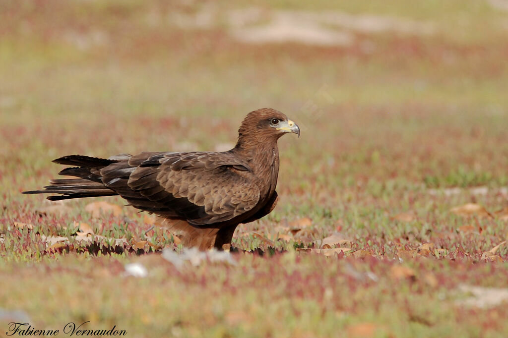 Black Kite