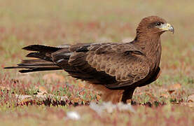 Black Kite