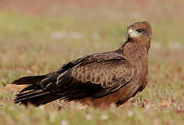 Black Kite