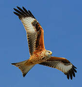 Red Kite