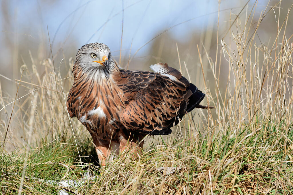 Red Kite