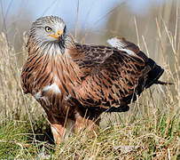 Red Kite