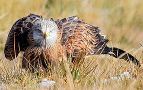 Red Kite