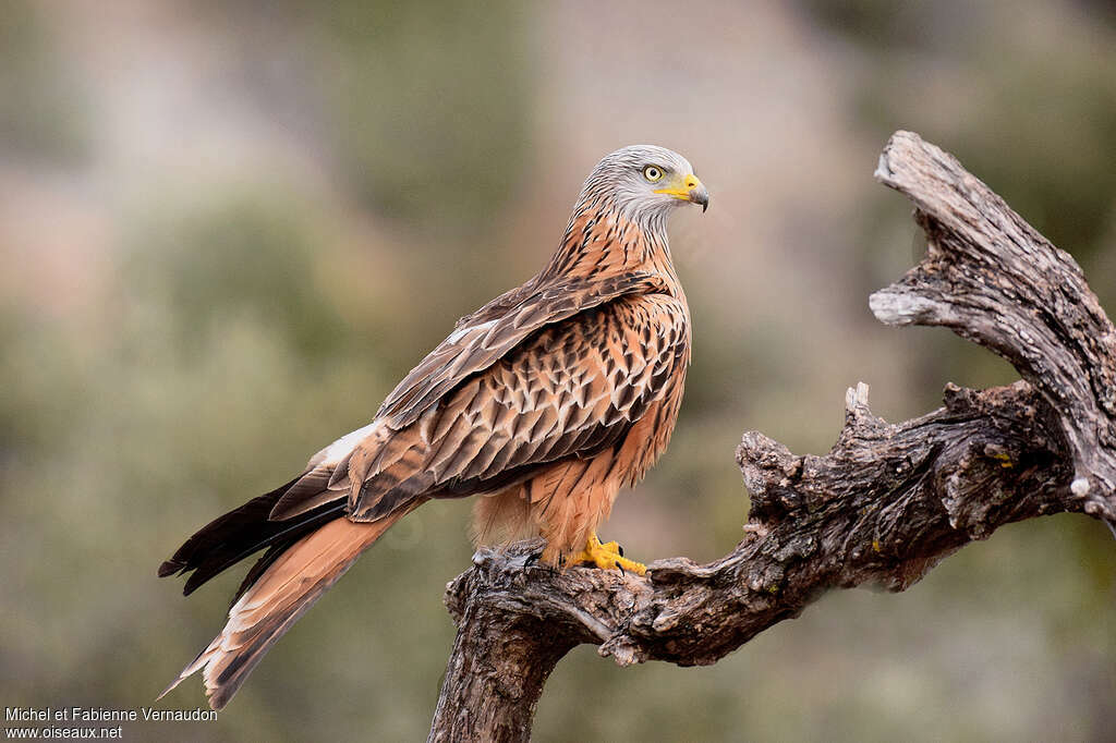 Red Kiteadult breeding, identification