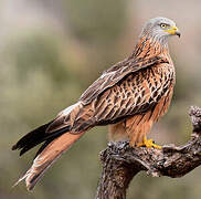 Red Kite