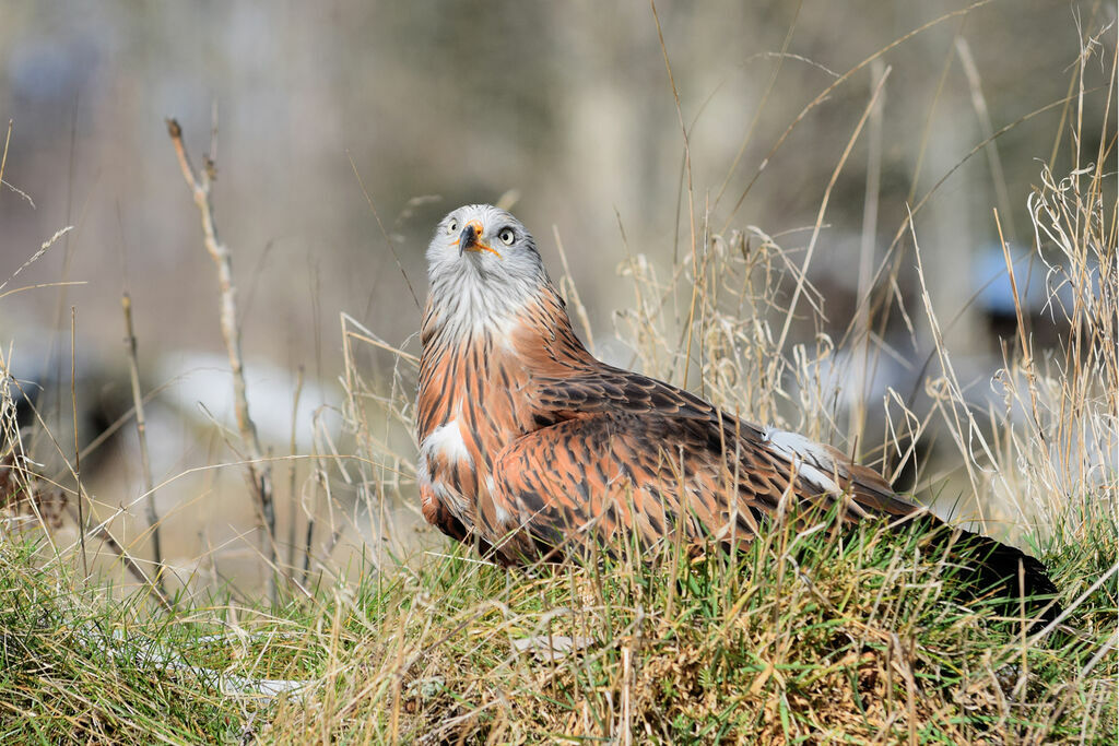 Red Kite