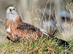 Red Kite