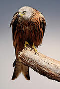 Red Kite