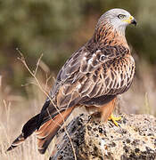 Red Kite