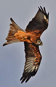 Red Kite