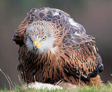 Red Kite