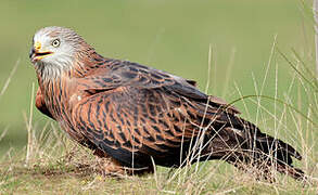 Red Kite