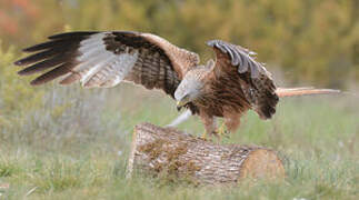 Red Kite