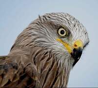 Red Kite