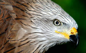 Red Kite