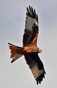 Red Kite