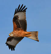 Red Kite