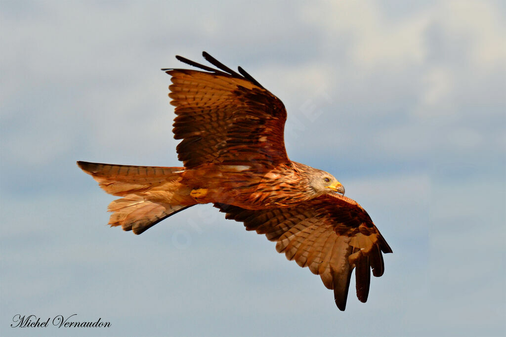 Red Kiteadult