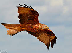 Red Kite