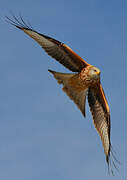 Red Kite