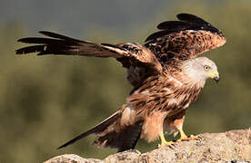 Red Kite