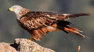 Red Kite