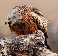 Red Kite