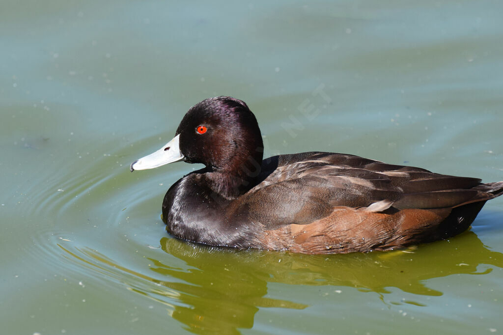 Southern Pochard