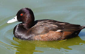 Southern Pochard