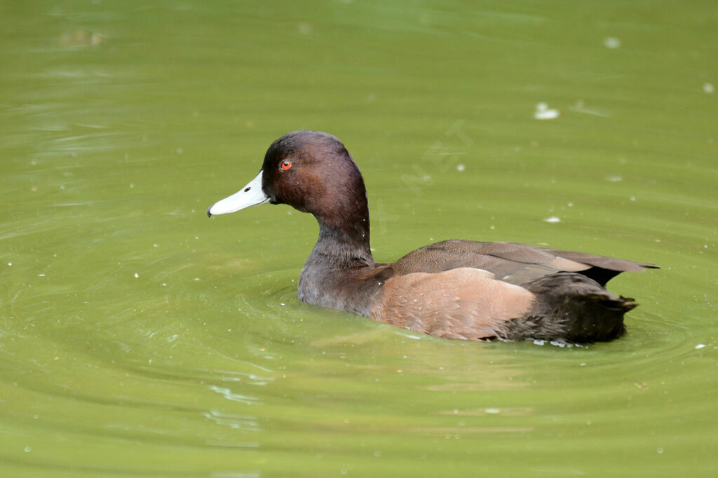 Nette brune