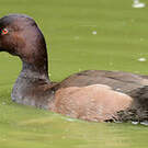Nette brune