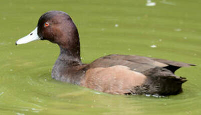 Nette brune