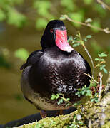 Rosy-billed Pochard